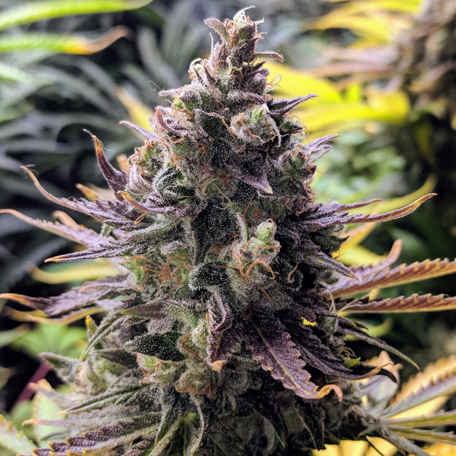 Original Sensible Seeds - Pink Rozay (fem.) Original Sensible Seeds - Pink Rozay (fem.)
