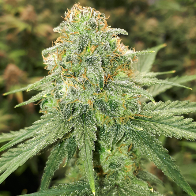 Original Sensible Seeds - Pink Rozay (fem.) Original Sensible Seeds - Pink Rozay (fem.)