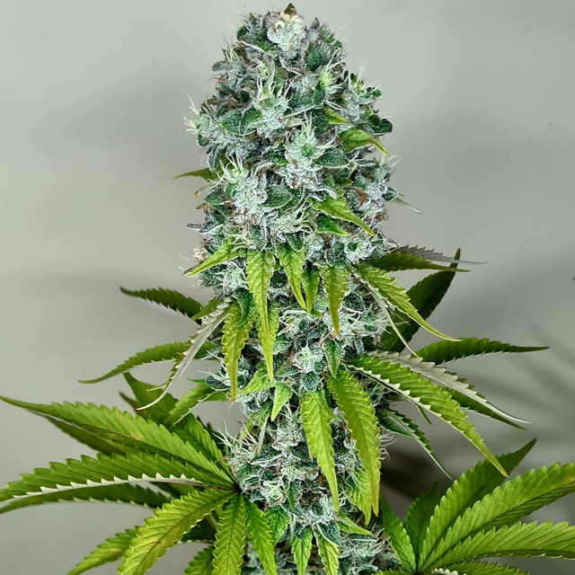Original Sensible Seeds - Pink Rozay (fem.) Original Sensible Seeds - Pink Rozay (fem.)