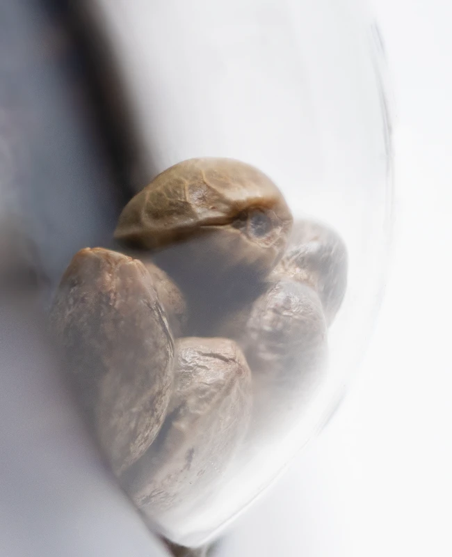 Sensi Seeds - Hindu Kush Automatic (auto/fem.)