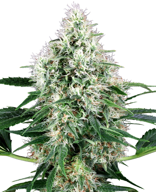 White Label Seeds - Pure Power Plant Automatic (auto/fem.)