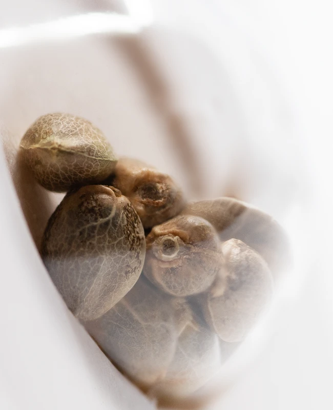 White Label Seeds - Pure Power Plant Automatic (auto/fem.)