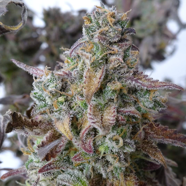 Original Sensible Seeds - Wedding Cake Auto (auto/fem.) Original Sensible Seeds - Wedding Cake Auto (auto/fem.)