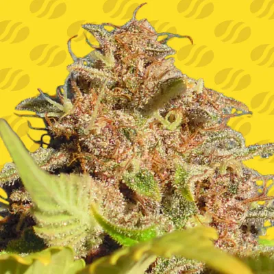 Original Sensible Seeds - Wedding Cake Auto (auto/fem.) 11031