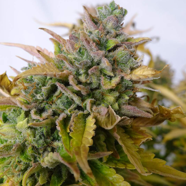 Original Sensible Seeds - Wedding Cake Auto (auto/fem.) Original Sensible Seeds - Wedding Cake Auto (auto/fem.)