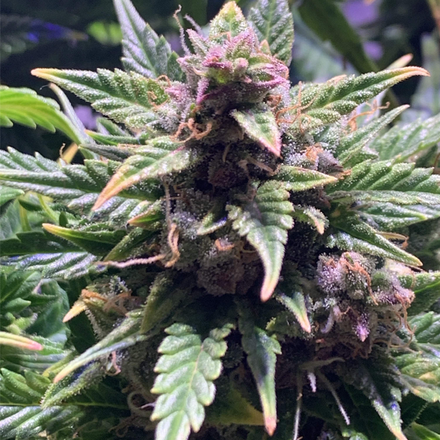 Original Sensible Seeds - Wedding Cake Auto (auto/fem.) Original Sensible Seeds - Wedding Cake Auto (auto/fem.)