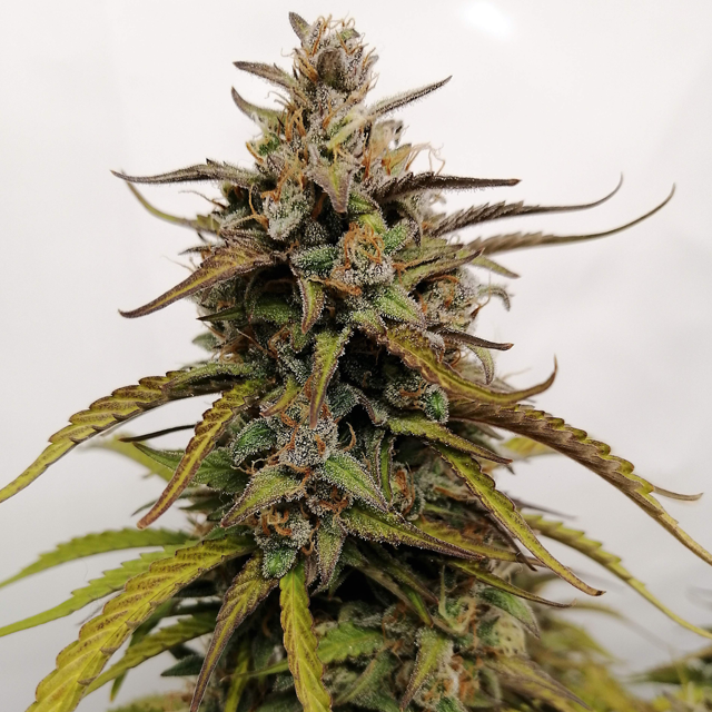 Original Sensible Seeds - Wedding Cake Auto (auto/fem.) Original Sensible Seeds - Wedding Cake Auto (auto/fem.)