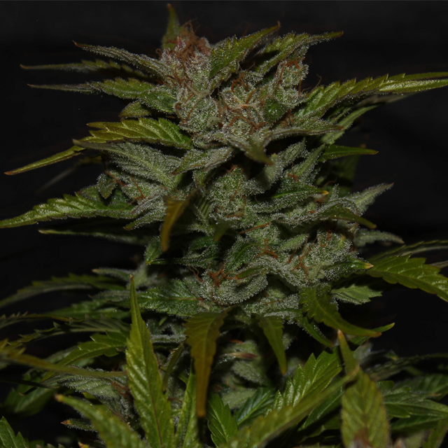 Original Sensible Seeds - Wedding Cake Auto (auto/fem.) Original Sensible Seeds - Wedding Cake Auto (auto/fem.)
