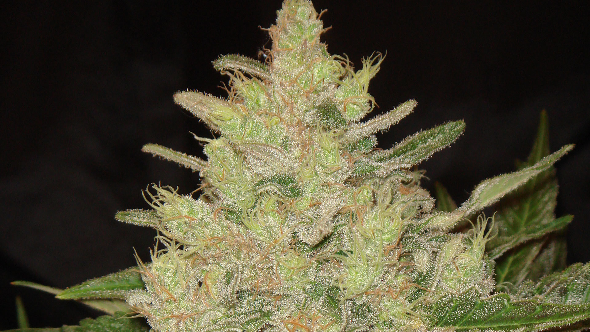 Original Sensible Seeds - Blueberry Ghost OG (fem.)