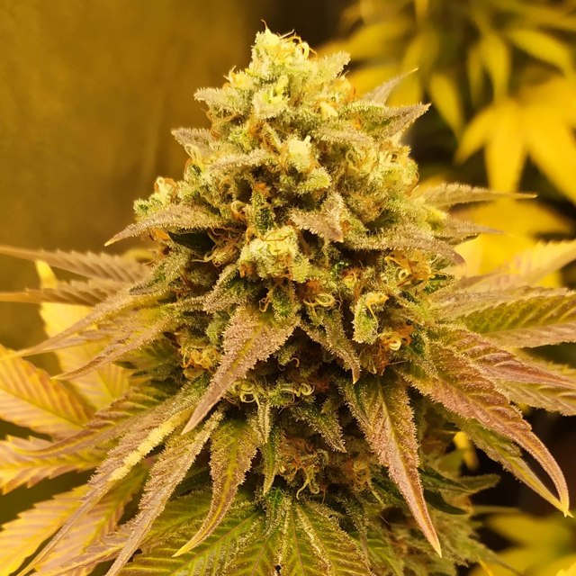 Original Sensible Seeds - Blueberry Ghost OG (fem.)