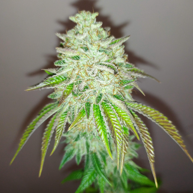 Original Sensible Seeds - Blueberry Ghost OG (fem.)