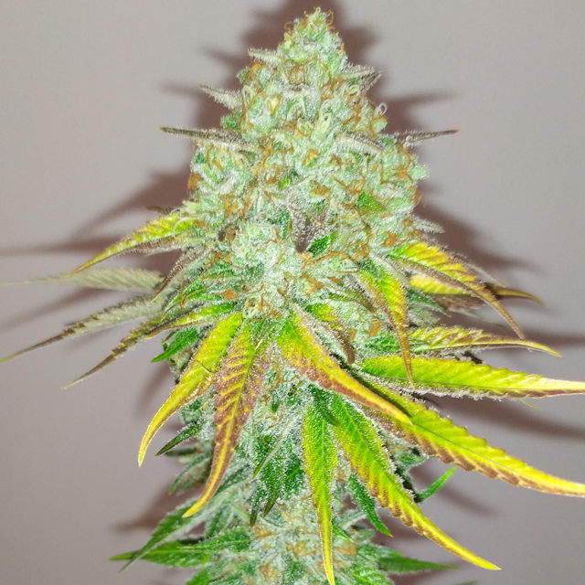 Original Sensible Seeds - Blueberry Ghost OG (fem.)