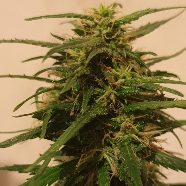 Original Sensible Seeds - Blueberry Ghost OG (fem.)
