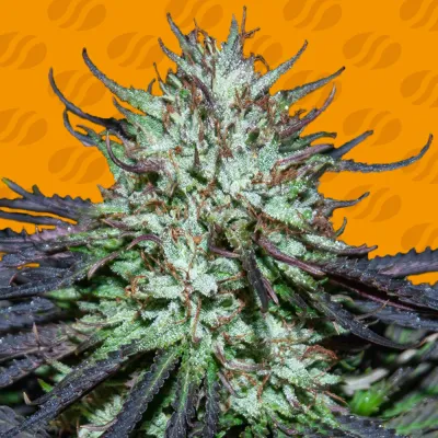 Original Sensible Seeds - Blueberry Ghost OG (fem.) 05201