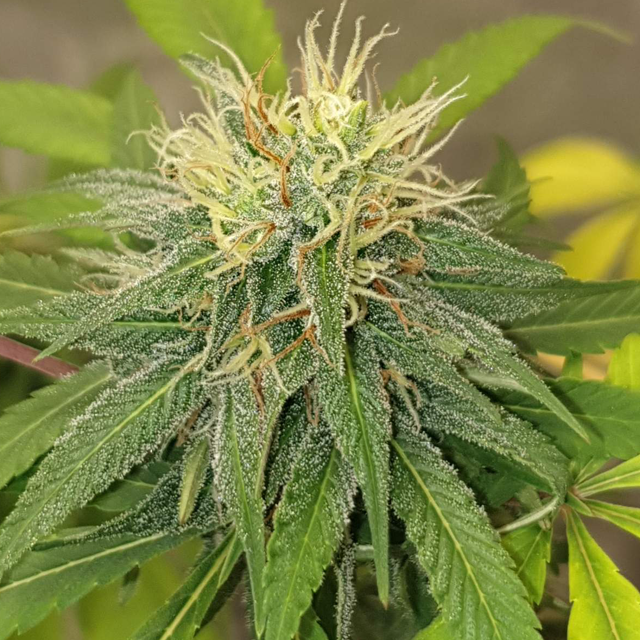 Original Sensible Seeds - Blueberry Ghost OG (fem.)