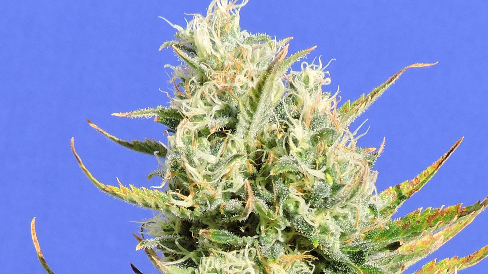 Original Sensible Seeds - CBD Lemon AID (fem.)
