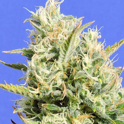 Original Sensible Seeds - CBD Lemon AID (fem.) 05202