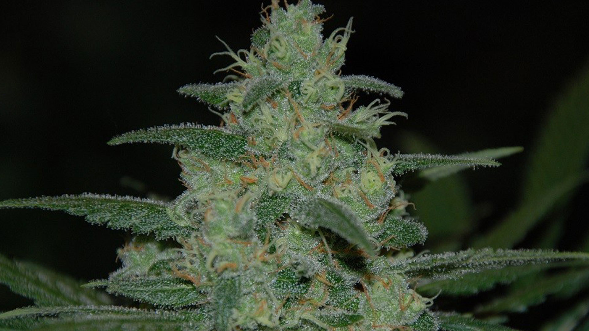 Original Sensible Seeds - Pure Kush (fem.)