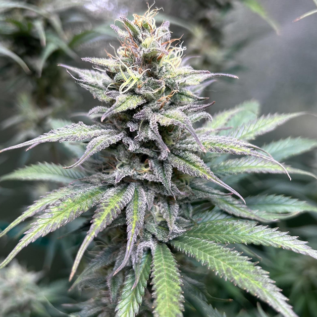 Original Sensible Seeds - Pure Kush (fem.)