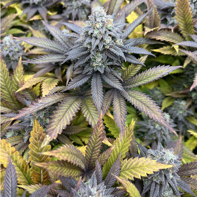 Original Sensible Seeds - Pure Kush (fem.)
