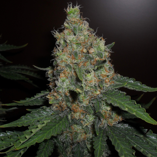 Original Sensible Seeds - Pure Kush (fem.)