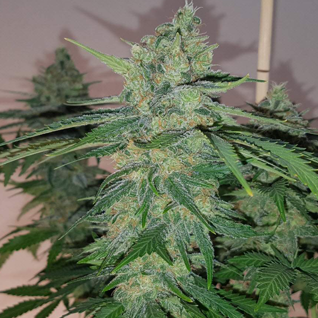 Original Sensible Seeds - Pure Kush (fem.)