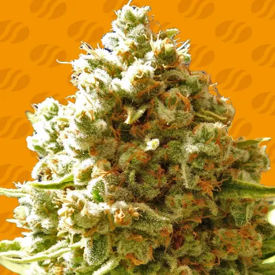 Original Sensible Seeds - Pure Kush (fem.) 05204