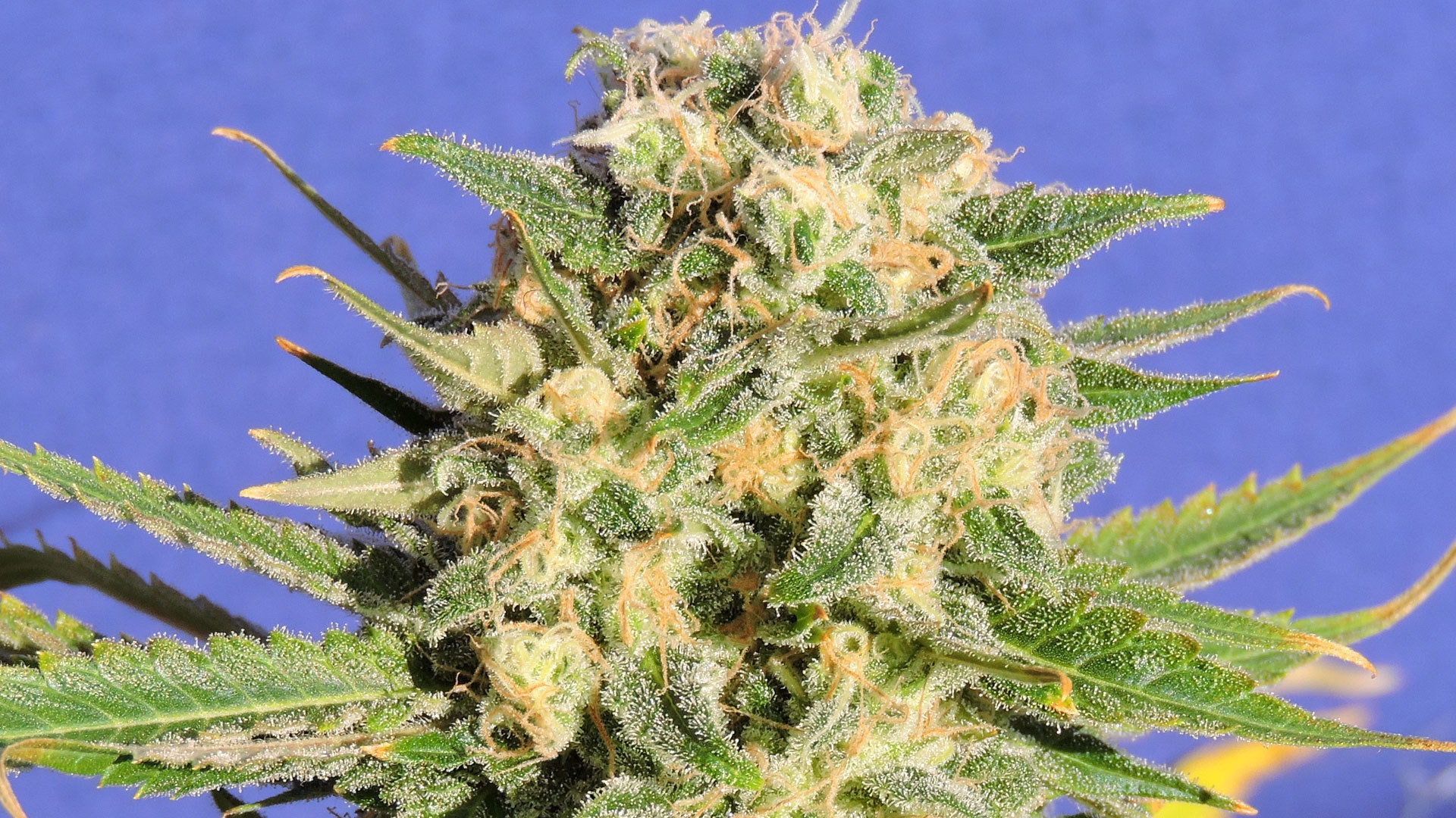 Original Sensible Seeds - Auto Destroyer (auto/fem.)