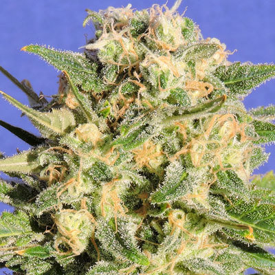 Original Sensible Seeds - Auto Destroyer (auto/fem.) 05205