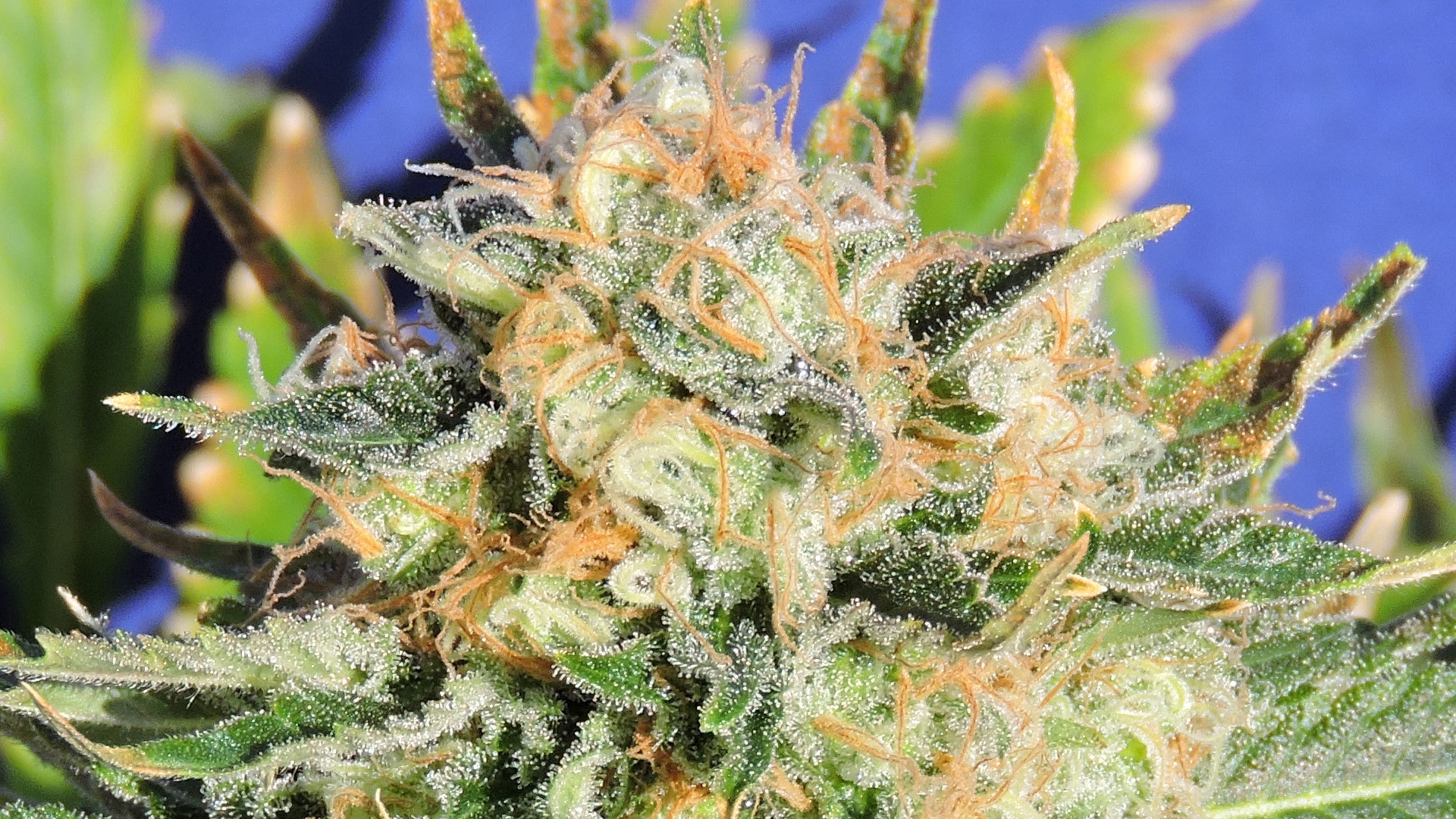 Original Sensible Seeds - Critical Diesel Auto (auto/fem.)