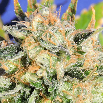 Original Sensible Seeds - Critical Diesel Auto (auto/fem.) 05206