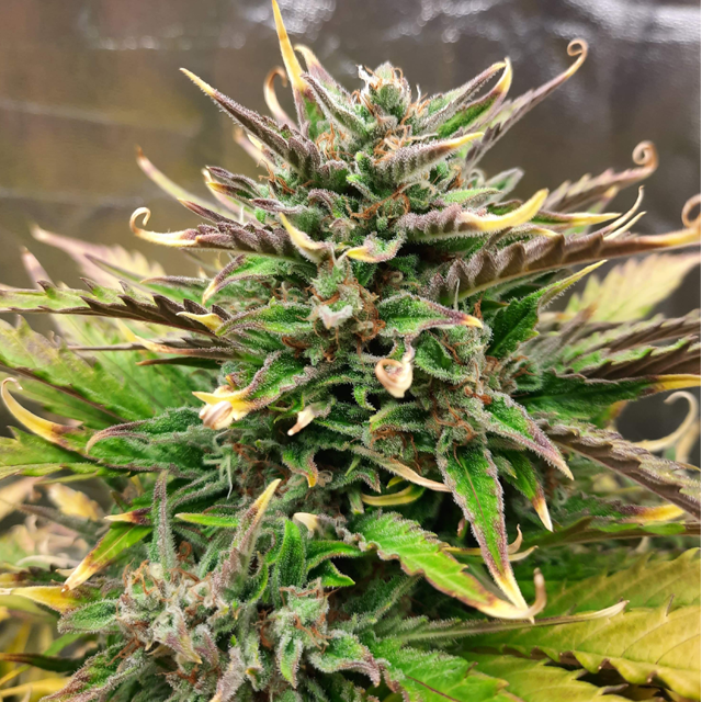 Original Sensible Seeds - Super Auto Lemon Haze (auto/fem.)