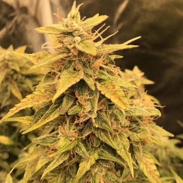 Original Sensible Seeds - Super Auto Lemon Haze (auto/fem.)