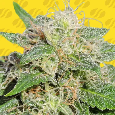 Original Sensible Seeds - Super Auto Lemon Haze (auto/fem.) 05207