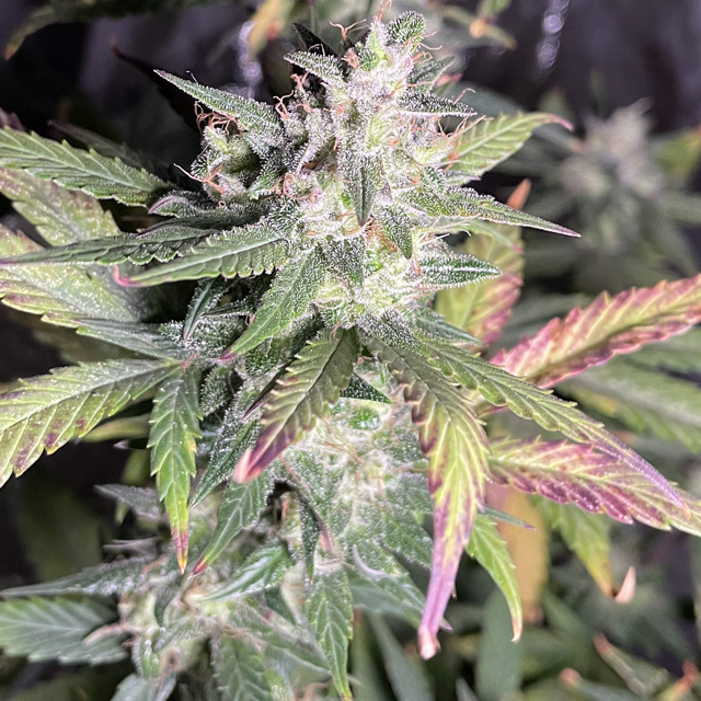 Original Sensible Seeds - Super Auto Lemon Haze (auto/fem.)