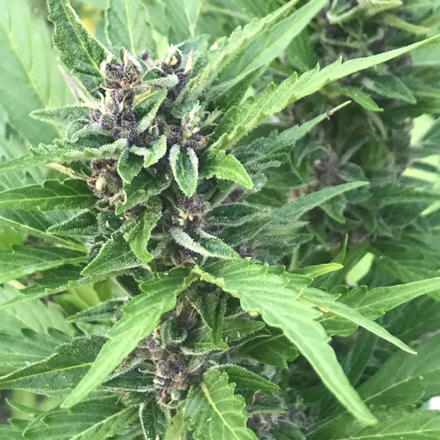 Original Sensible Seeds - Super Auto Lemon Haze (auto/fem.)