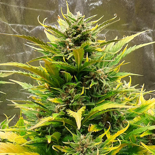 Original Sensible Seeds - Super Auto Lemon Haze (auto/fem.)