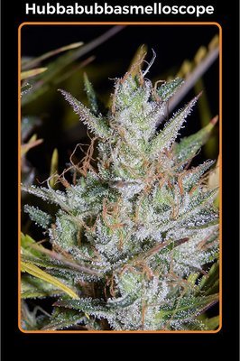 Mephisto Genetics - Hubbabubbasmelloscope (auto/fem.) 05346