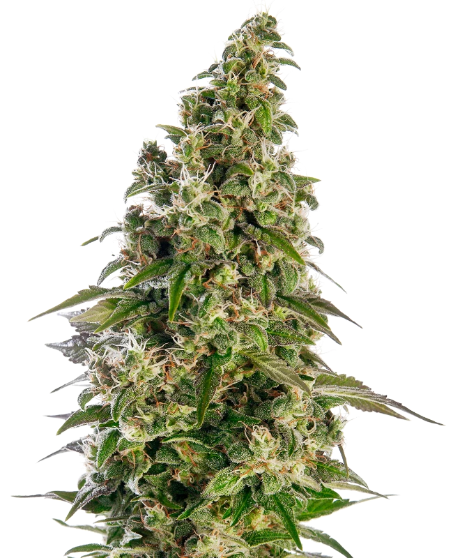 Sensi Seeds - Afghani #1 Automatic (auto/fem.)