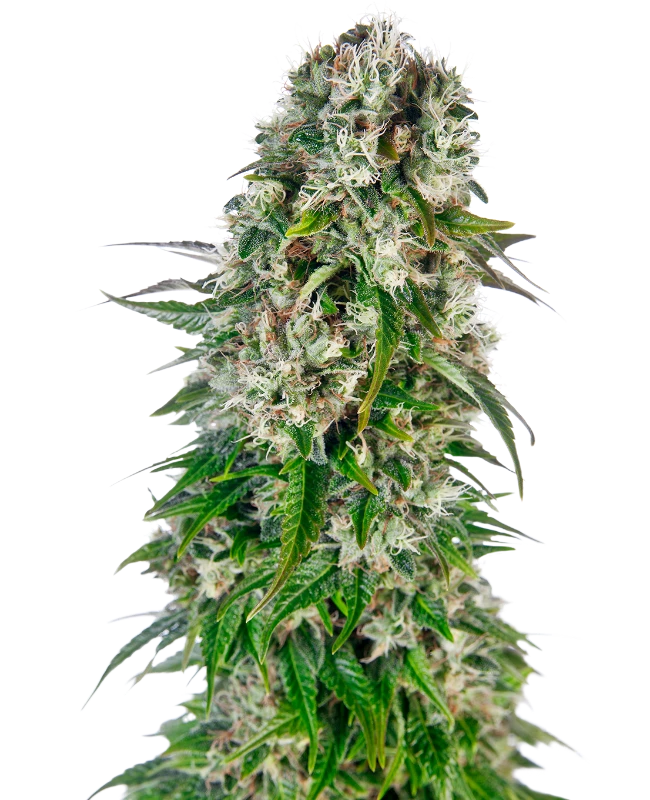 Sensi Seeds - Big Bud Automatic (auto/fem.) 🏆 Sensi Seeds - Big Bud Automatic (auto/fem.) 🏆