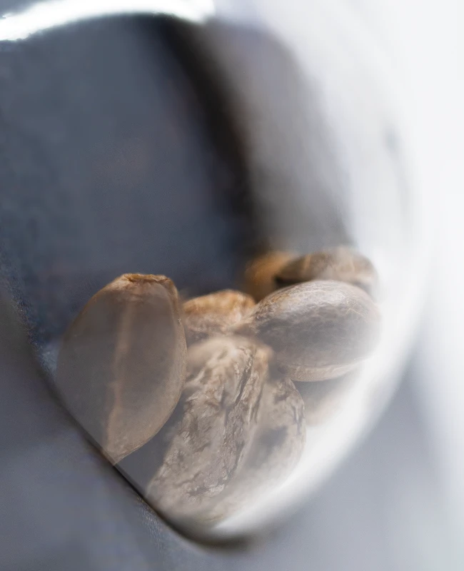 Sensi Seeds - Shiva Skunk Automatic (auto/fem.) 🏆