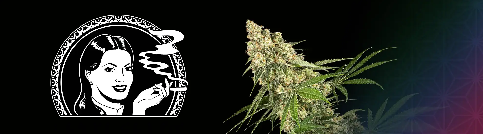 Sensi Seeds - Afghani #1 (fem.)