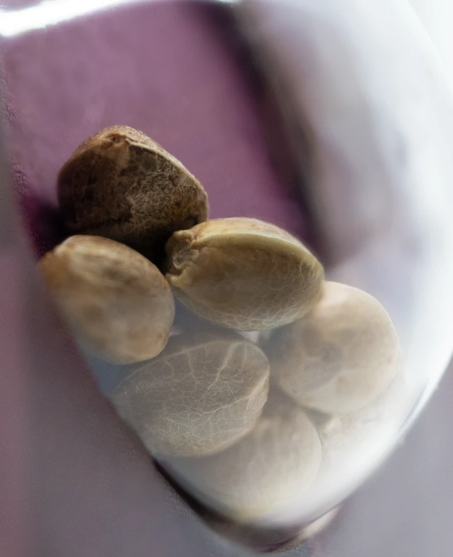 Sensi Seeds - Michka (fem.)