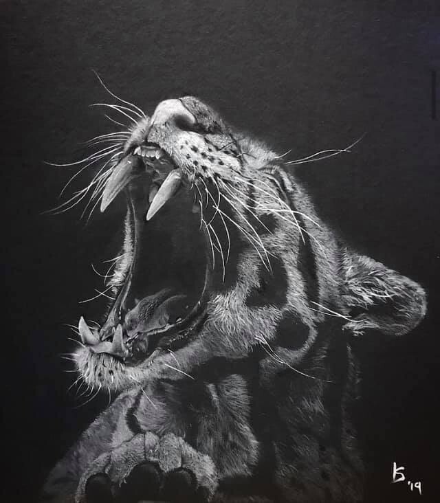 Clouded Leopard