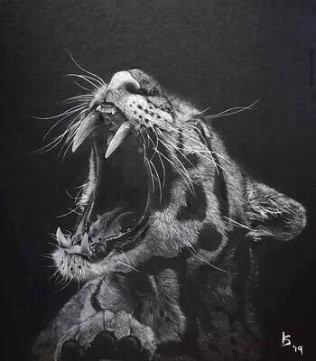 Clouded Leopard