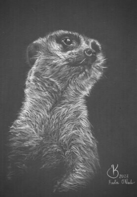 Meerkat