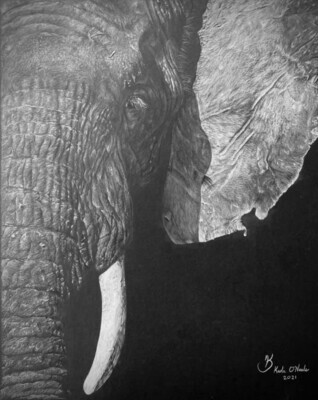 African Elephant