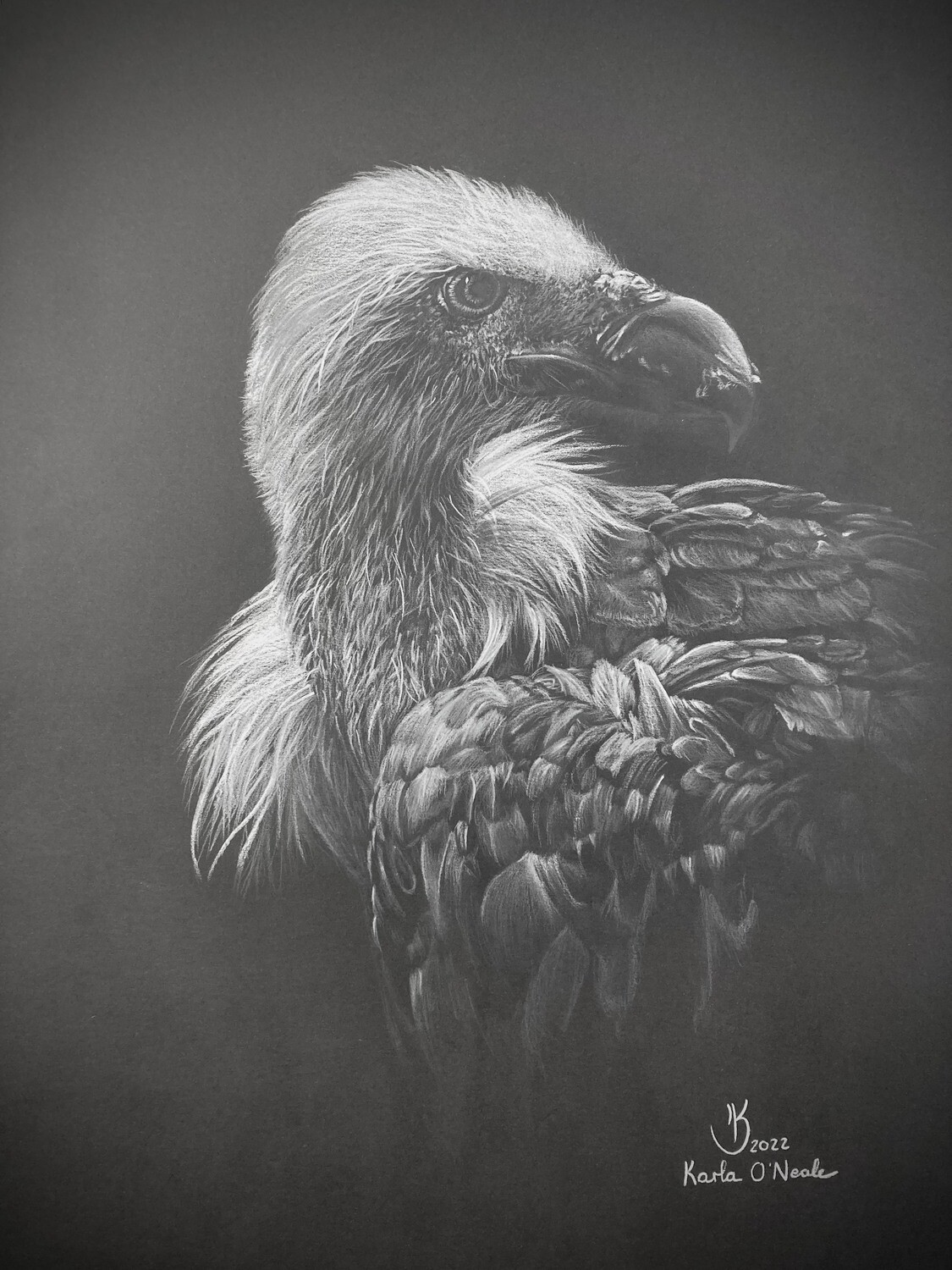 White Back Vulture