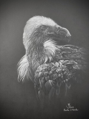 White Back Vulture
