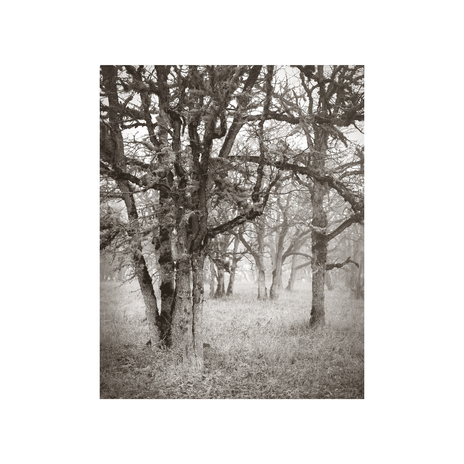 The Grove Photogravure Print